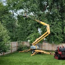 How Our Tree Care Process Works  in  Marin City, CA