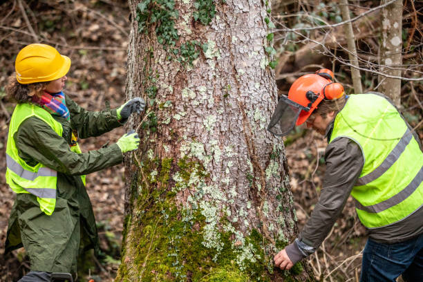 Marin City, CA Tree Care Company